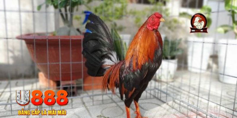 trò chơi nổ hũ 2 mặt là gì