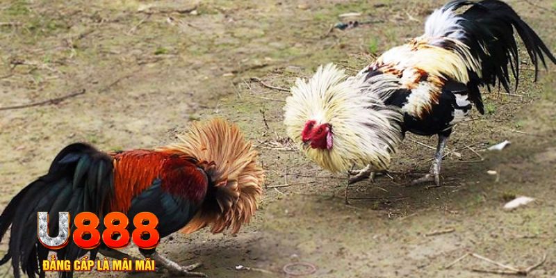 w88hn kết quả xổ số hôm nay